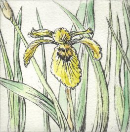 Yellow Iris